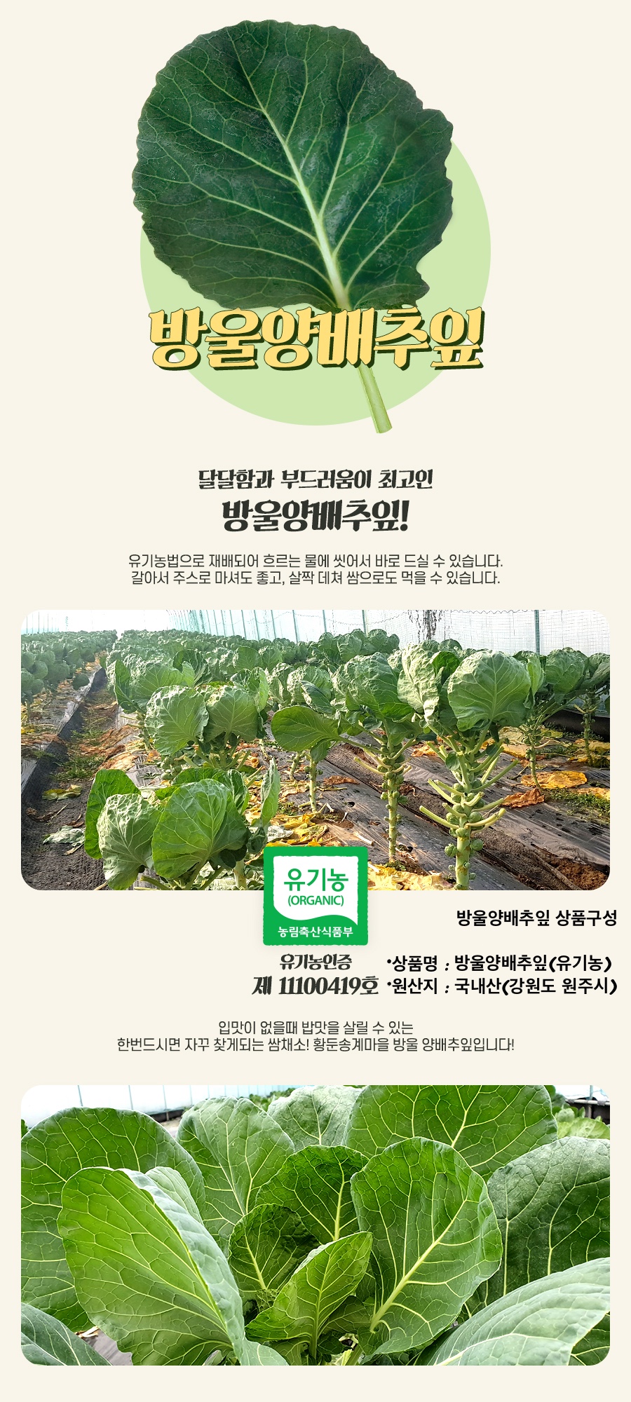 산골네 산골아낙네의 맛있는 밥상 유기농 채소 야채 과일 치악산 산골네 신선초 케일 궁채 깐더덕 산양산삼 샐러리 상추 쌈방울양배추잎 더덕 찰옥수수 블루베리 미흑찰 호박고구마 절임배추 꼬마사과 수미감자 삼잎국화 취나물 곤드레